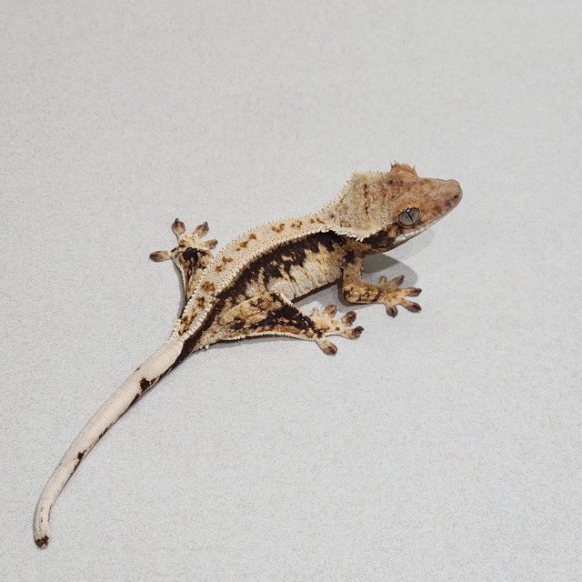 White Pin Drippy Quad White Spot