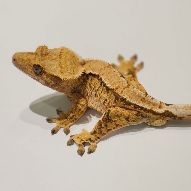 Tri Extreme Harlequin Panda