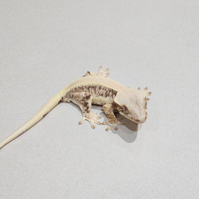 Solid Back Lilly White