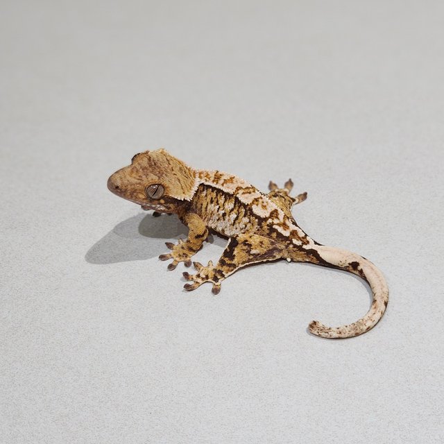 White Spot Tri Extreme Harlequin White Pin