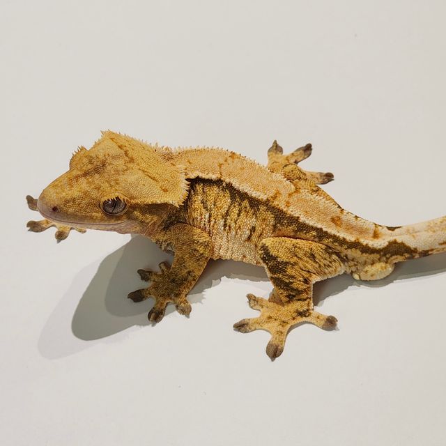 Tri Extreme Harlequin Panda