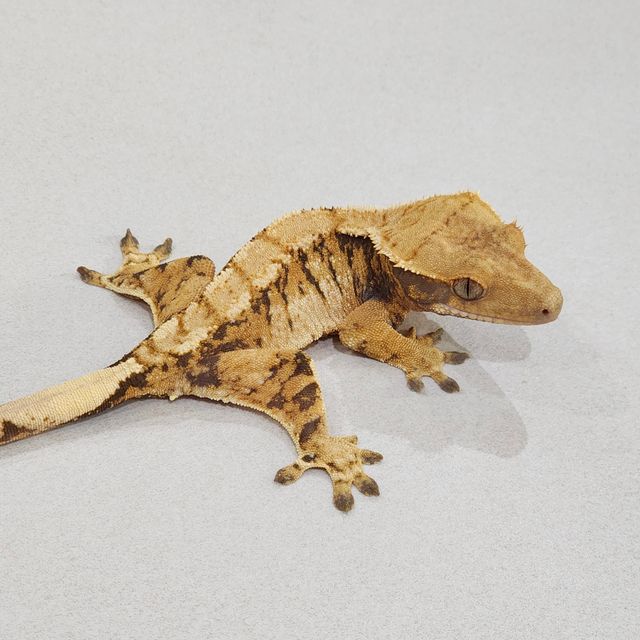 Tri Extreme Harlequin