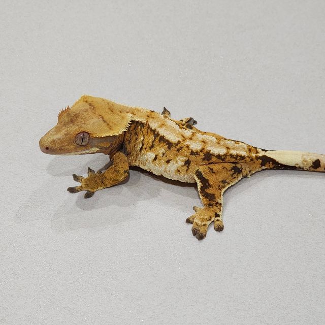 Tri Extreme Harlequin