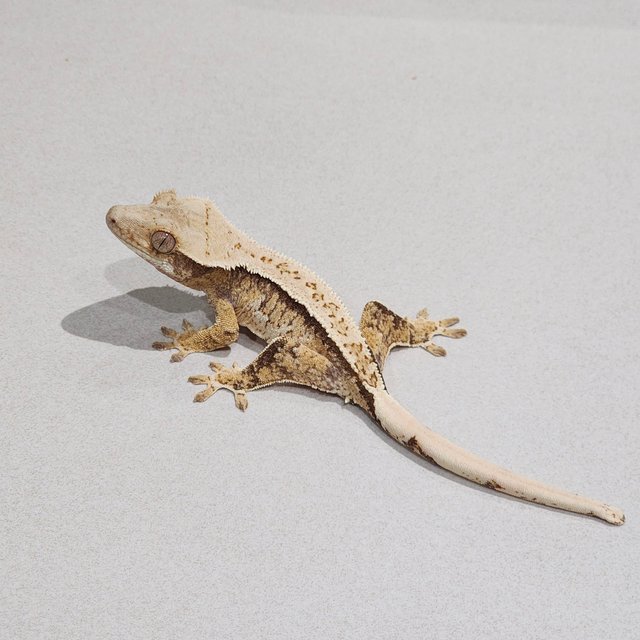 Tri Extreme Harlequin White Spot