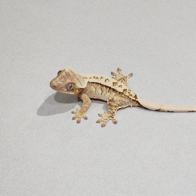 White Spot Drippy Cream