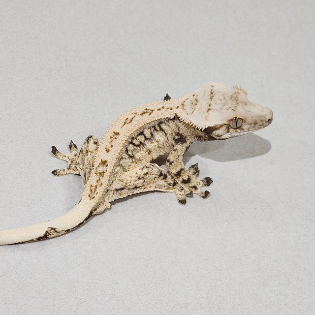 Full Pinstripe Emily Drippy White Spot Zengex