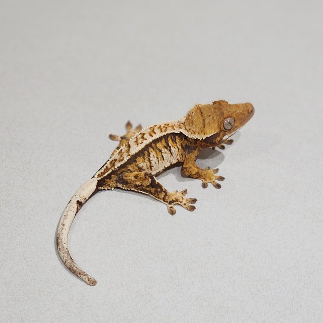 Full Pinstripe Tri Extreme Harlequin White Pin