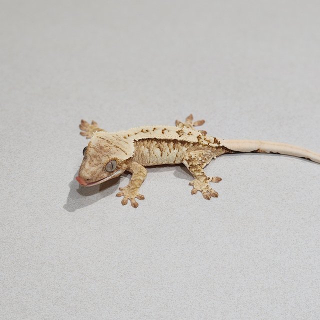 White Spot Drippy Cream