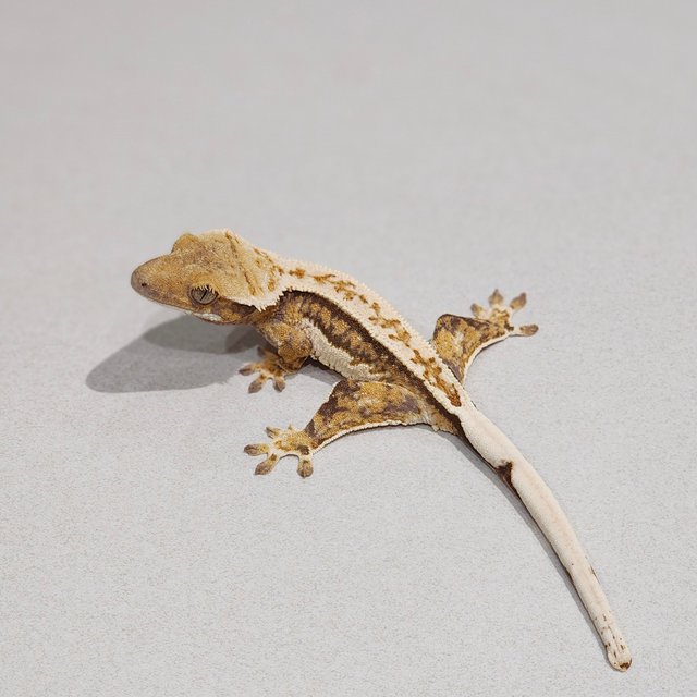 White Pin Tri Full Pinstripe Extreme Harlequin