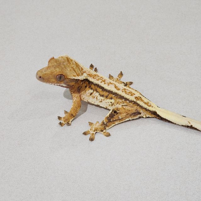 Tri Extreme Harlequin White Pin Emily Full Pinstripe