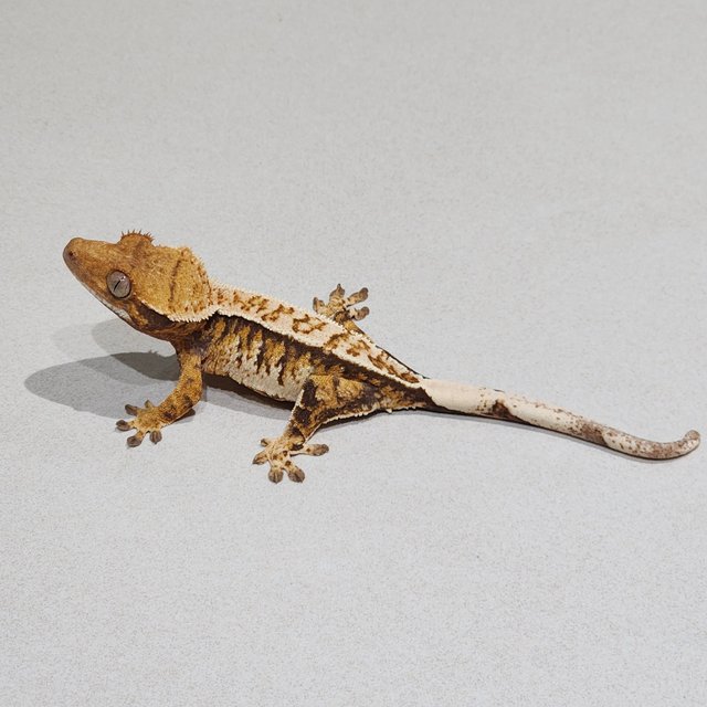 Full Pinstripe Tri Extreme Harlequin White Pin