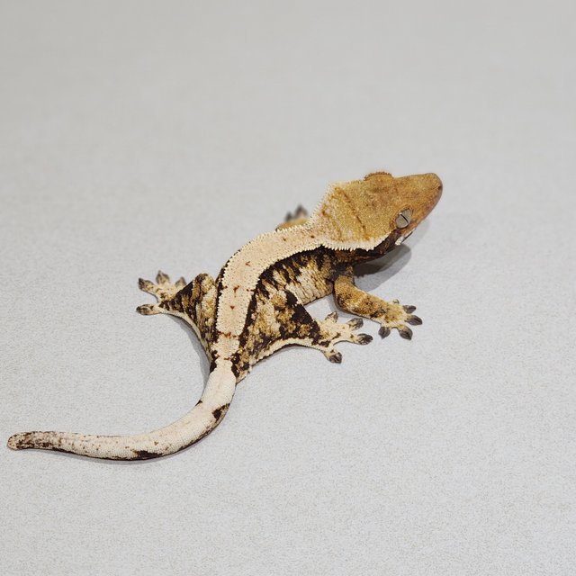 Tri Extreme Harlequin