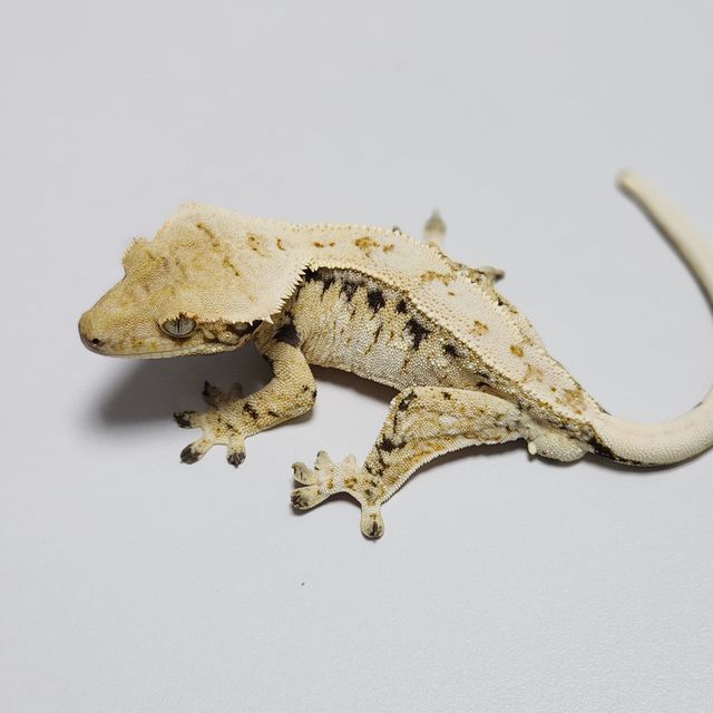 Zengex Drippy White Spot