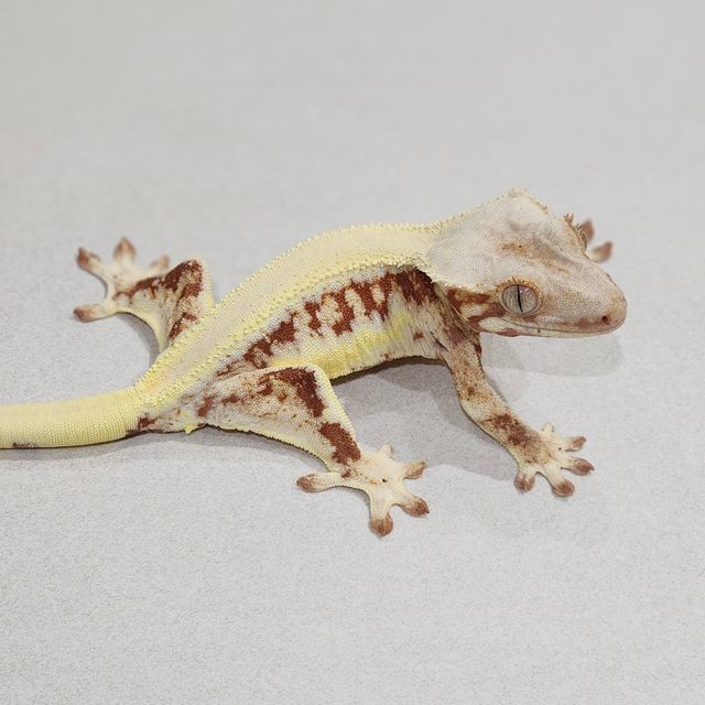 Solid Back Red Lilly White Panda