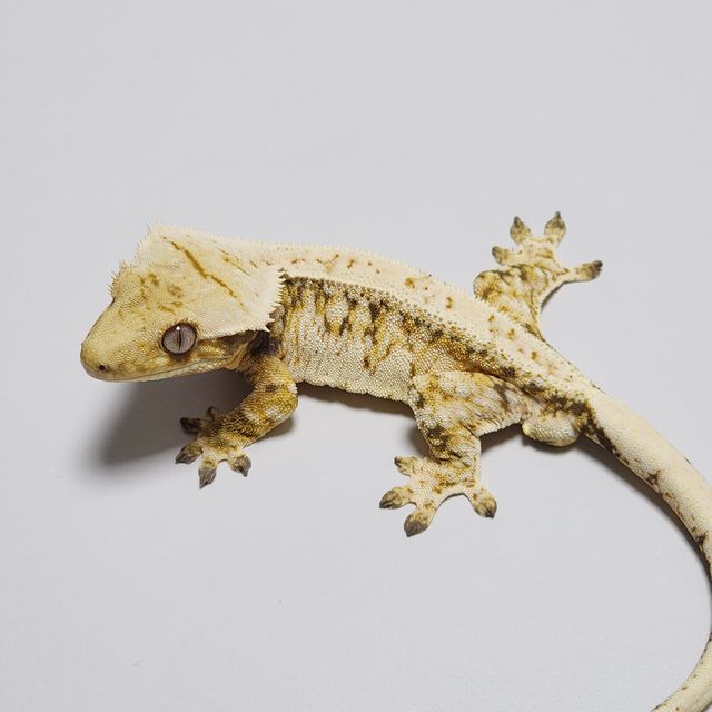 Extreme Harlequin Tri Drippy Zengex White Spot