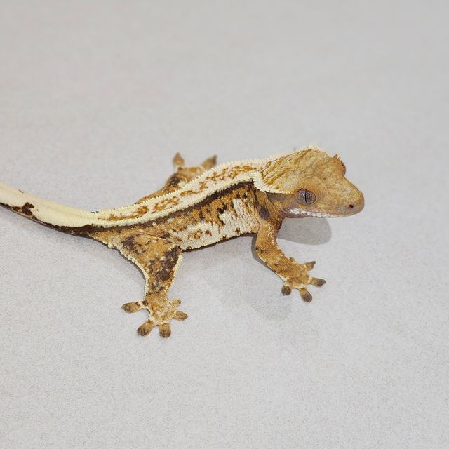 Tri Extreme Harlequin White Pin Emily Full Pinstripe