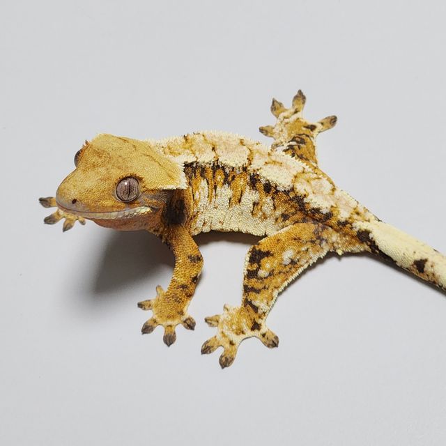 Extreme Harlequin Tri