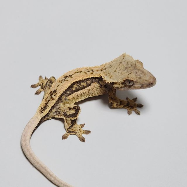 Normal Quad Full Pinstripe Zengex