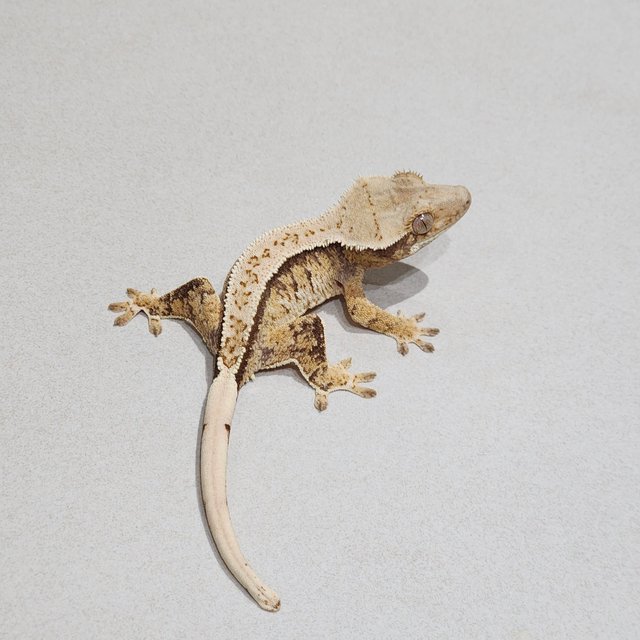 Tri Extreme Harlequin White Spot