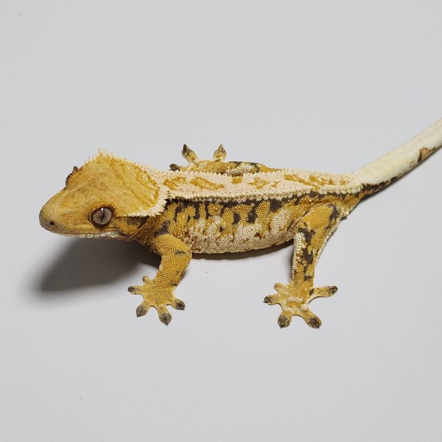 Drippy Emily Tri White Pin Full Pinstripe Extreme Harlequin