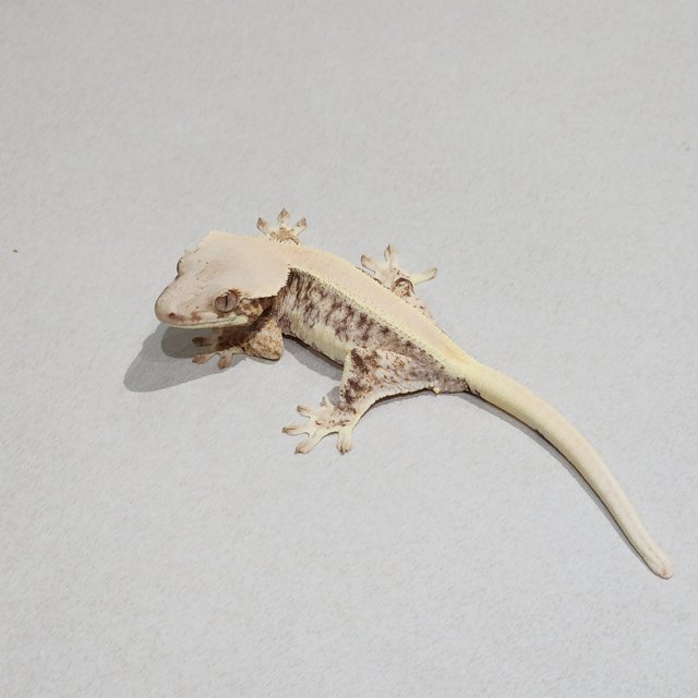 Solid Back Lilly White