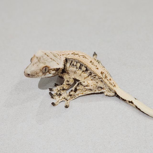 Full Pinstripe Emily Drippy White Spot Zengex