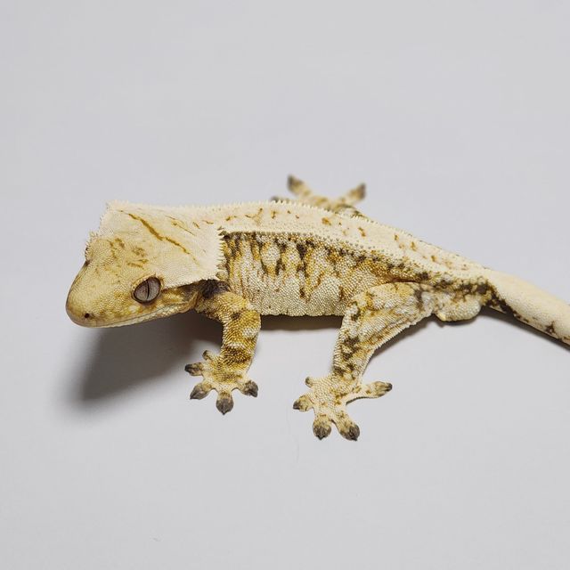 Extreme Harlequin Tri Drippy Zengex White Spot