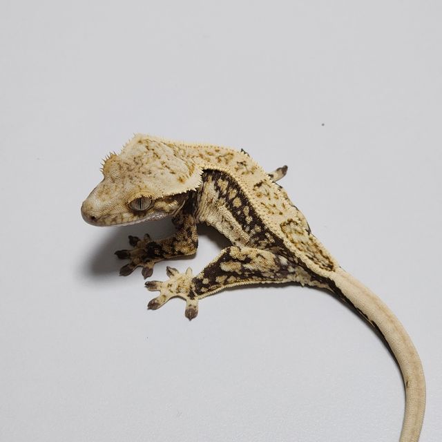 Quad White Spot Drippy