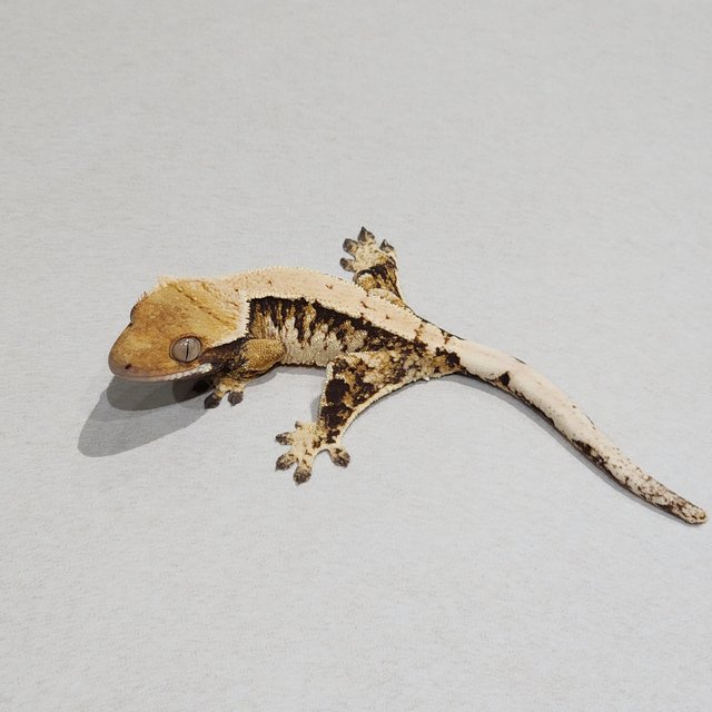 Tri Extreme Harlequin