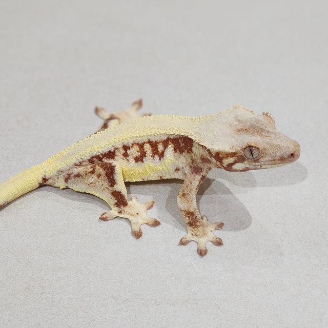 Solid Back Red Lilly White Panda