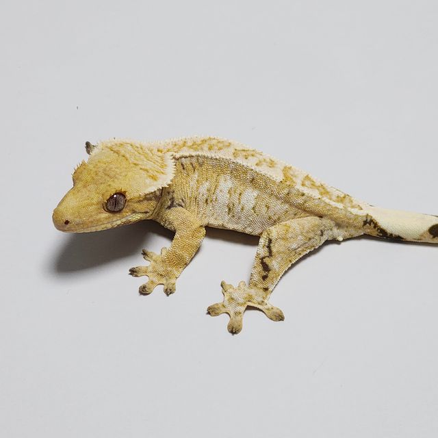 Tri Extreme Harlequin Drippy