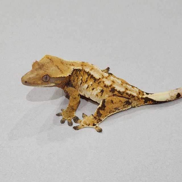 Tri Extreme Harlequin