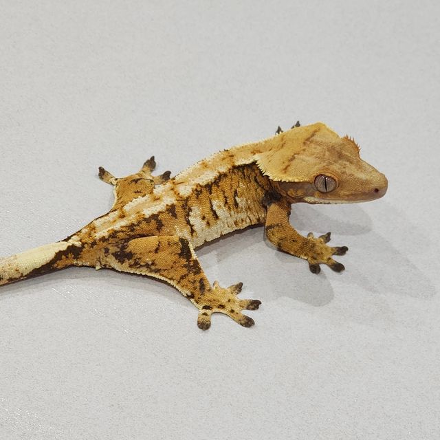 Tri Extreme Harlequin