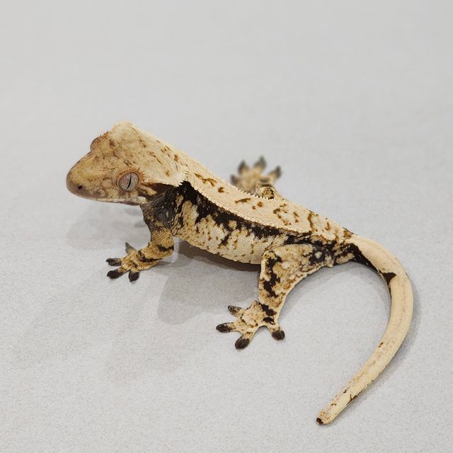 Drippy White Spot Zengex