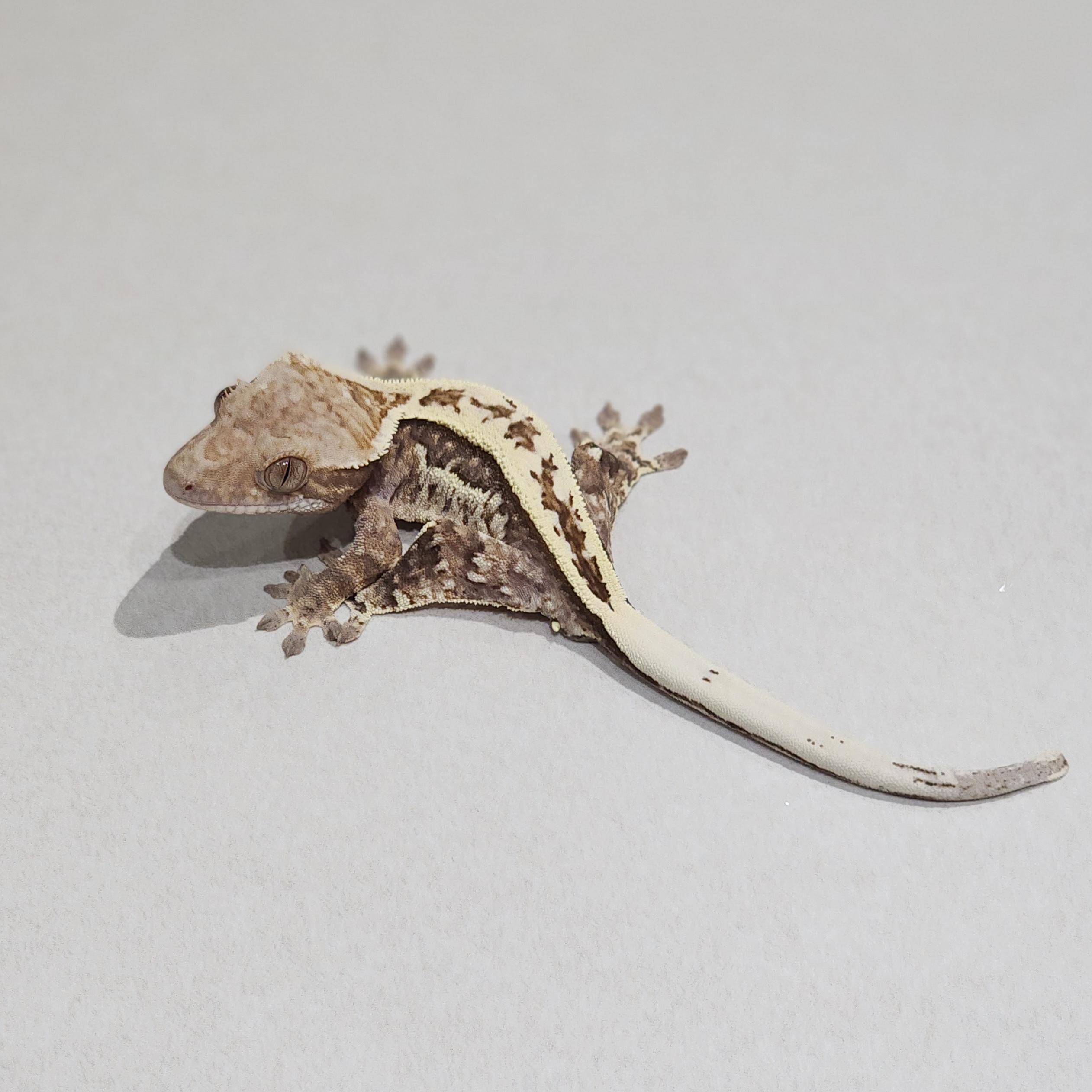 Full Pinstripe White Pin Cappuccino