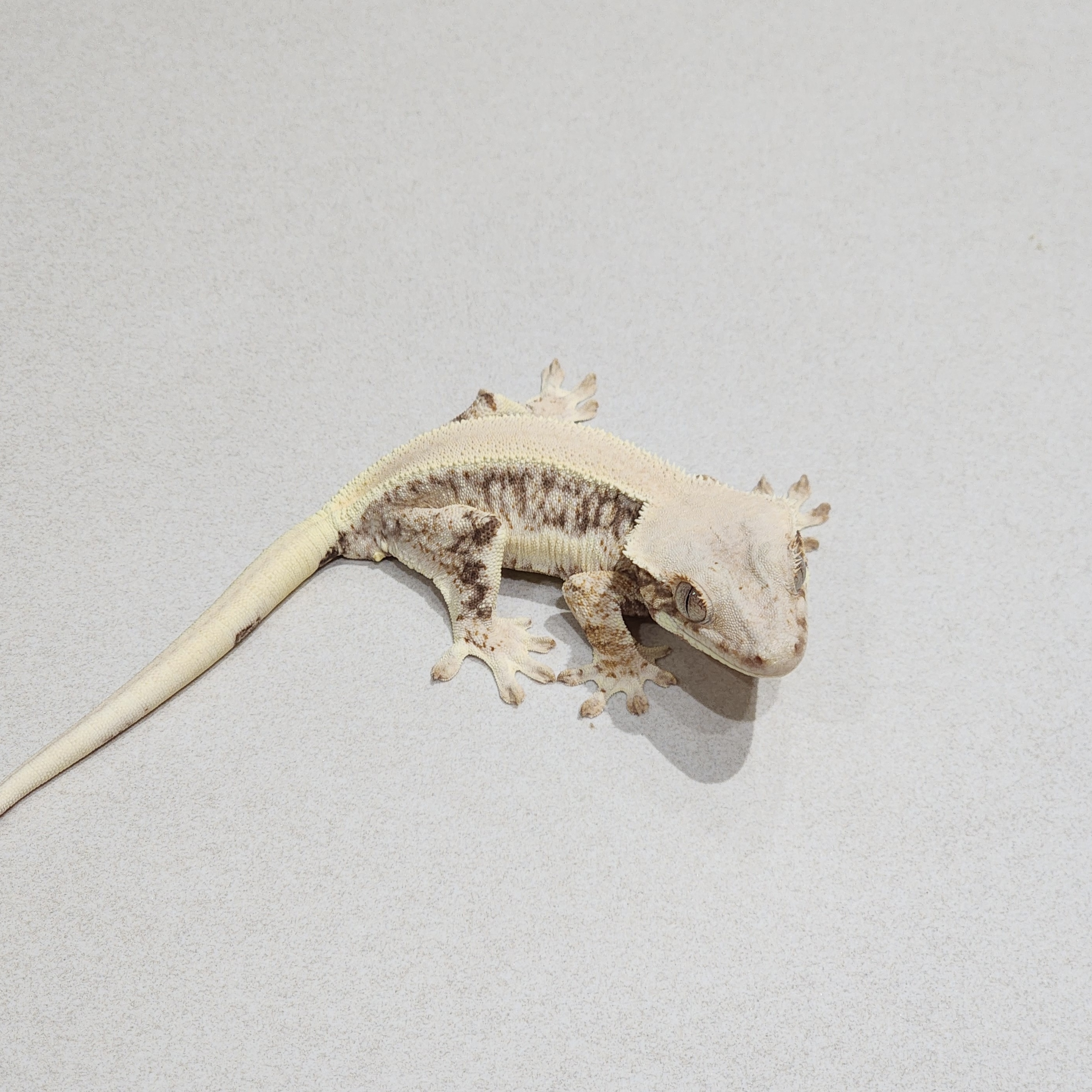 Solid Back Lilly White