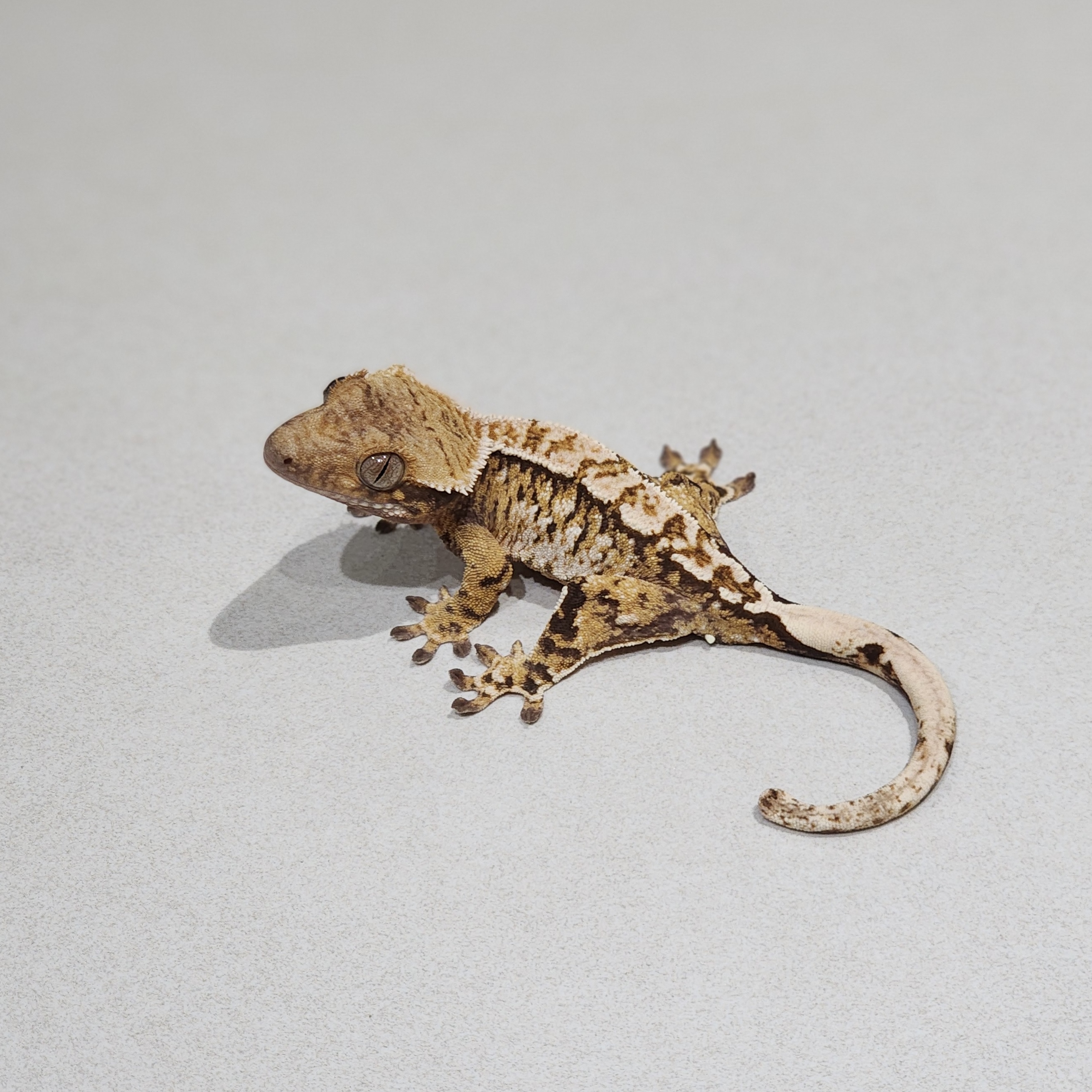 White Spot Tri Extreme Harlequin White Pin