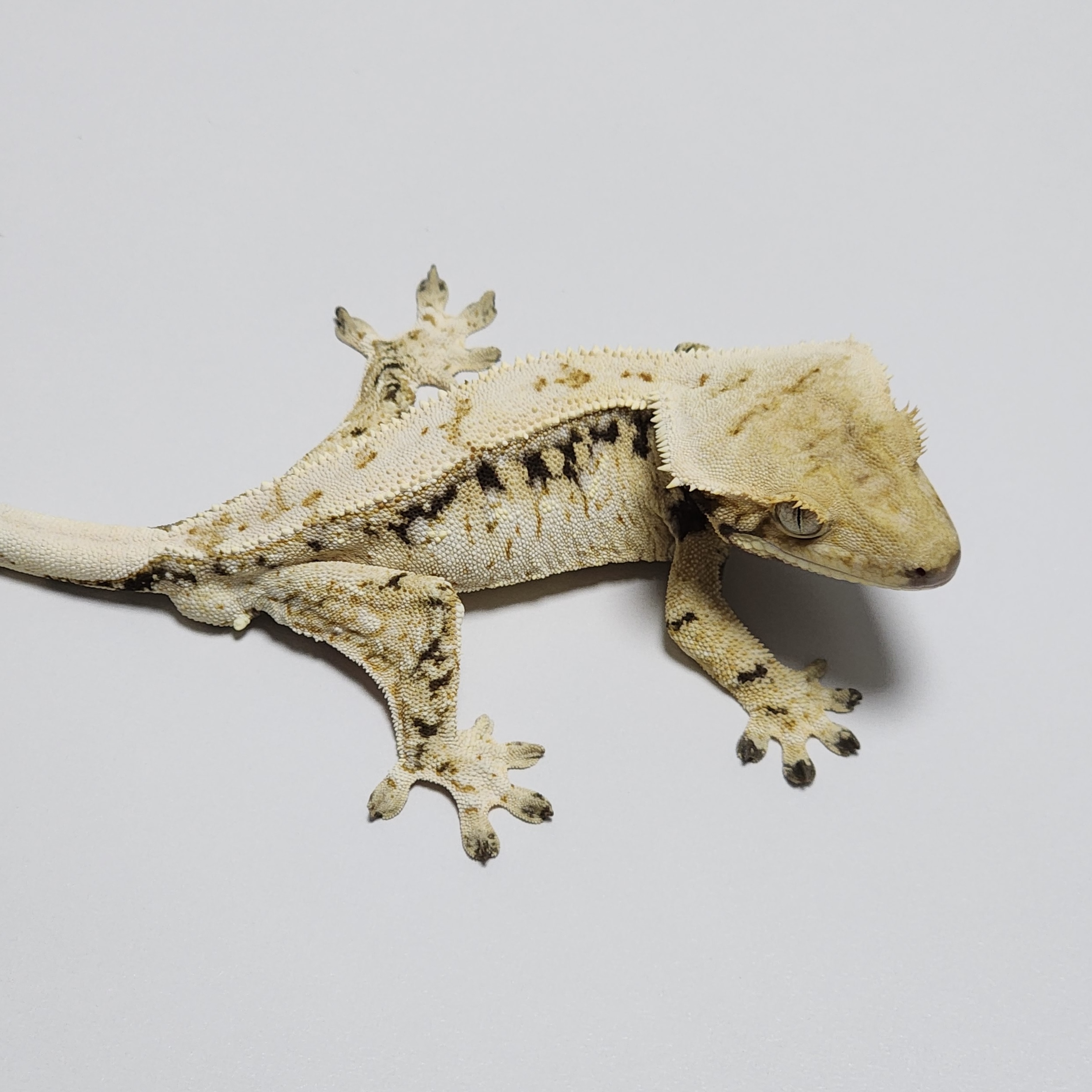 Zengex Drippy White Spot