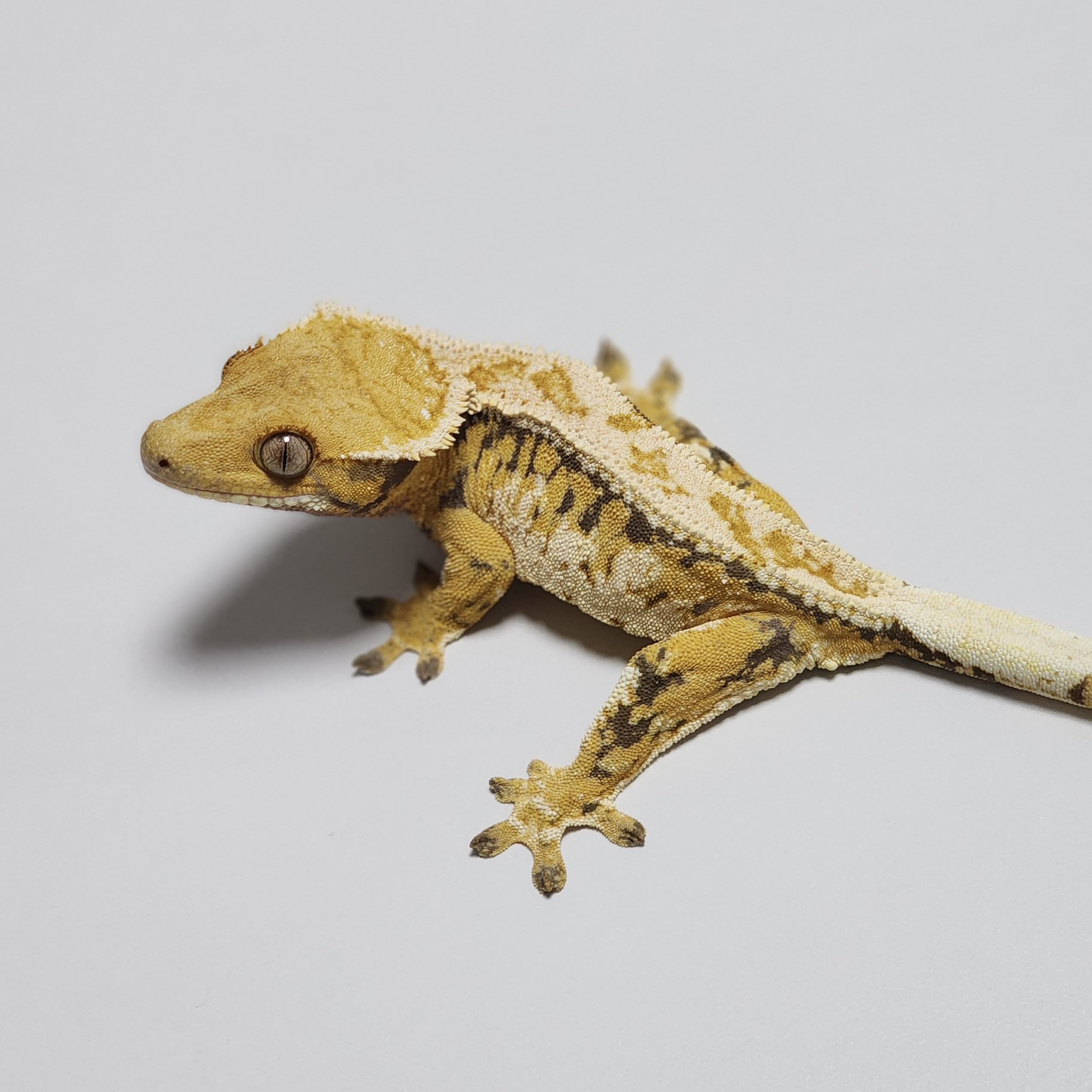 Drippy Emily Tri White Pin Full Pinstripe Extreme Harlequin