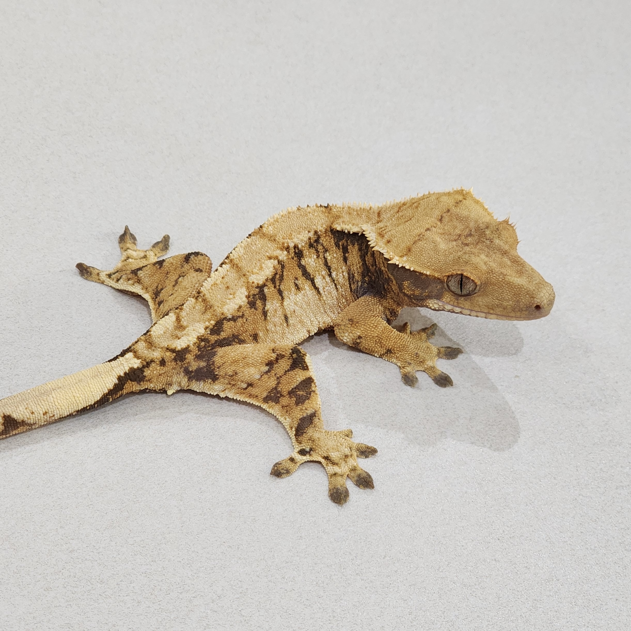 Tri Extreme Harlequin