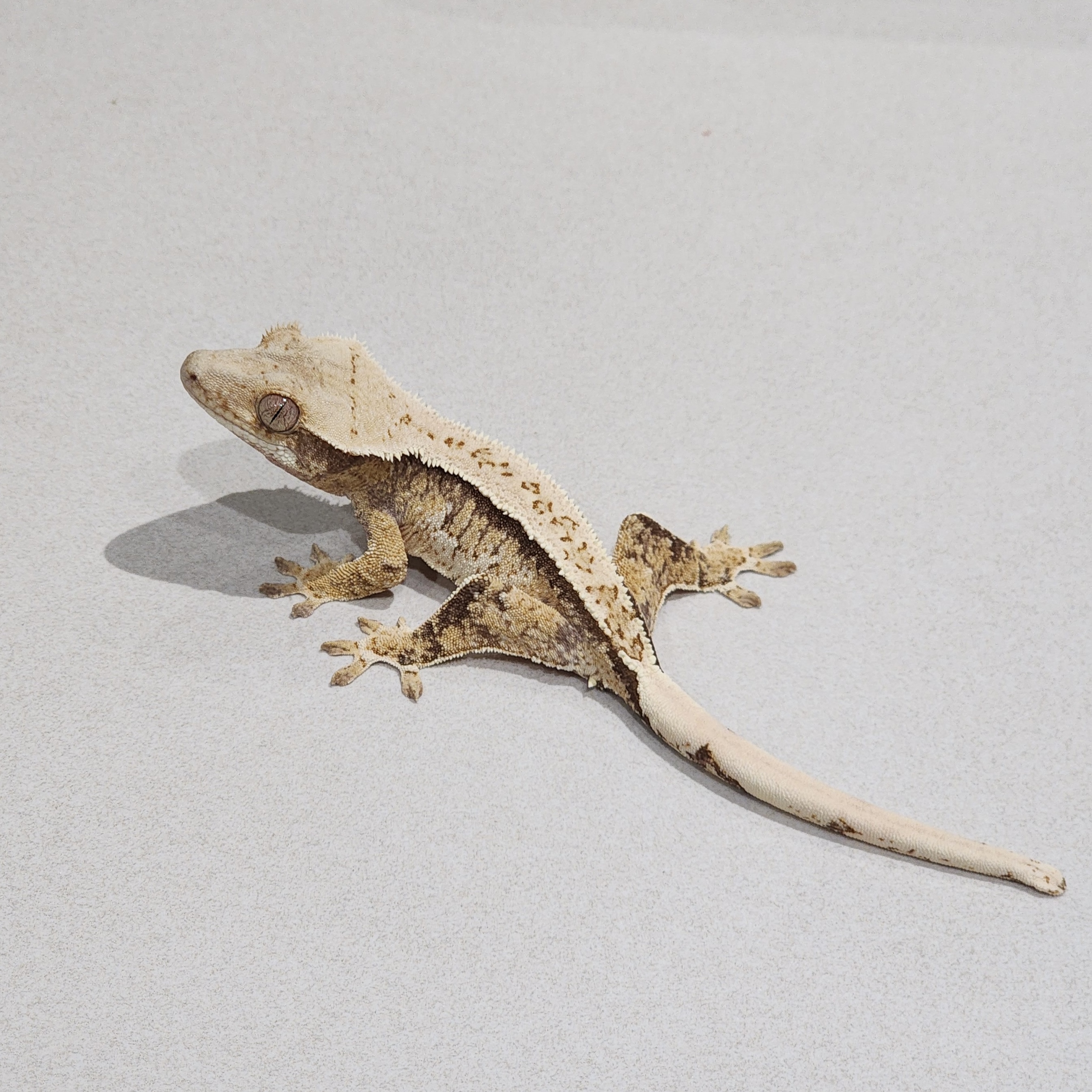 Tri Extreme Harlequin White Spot