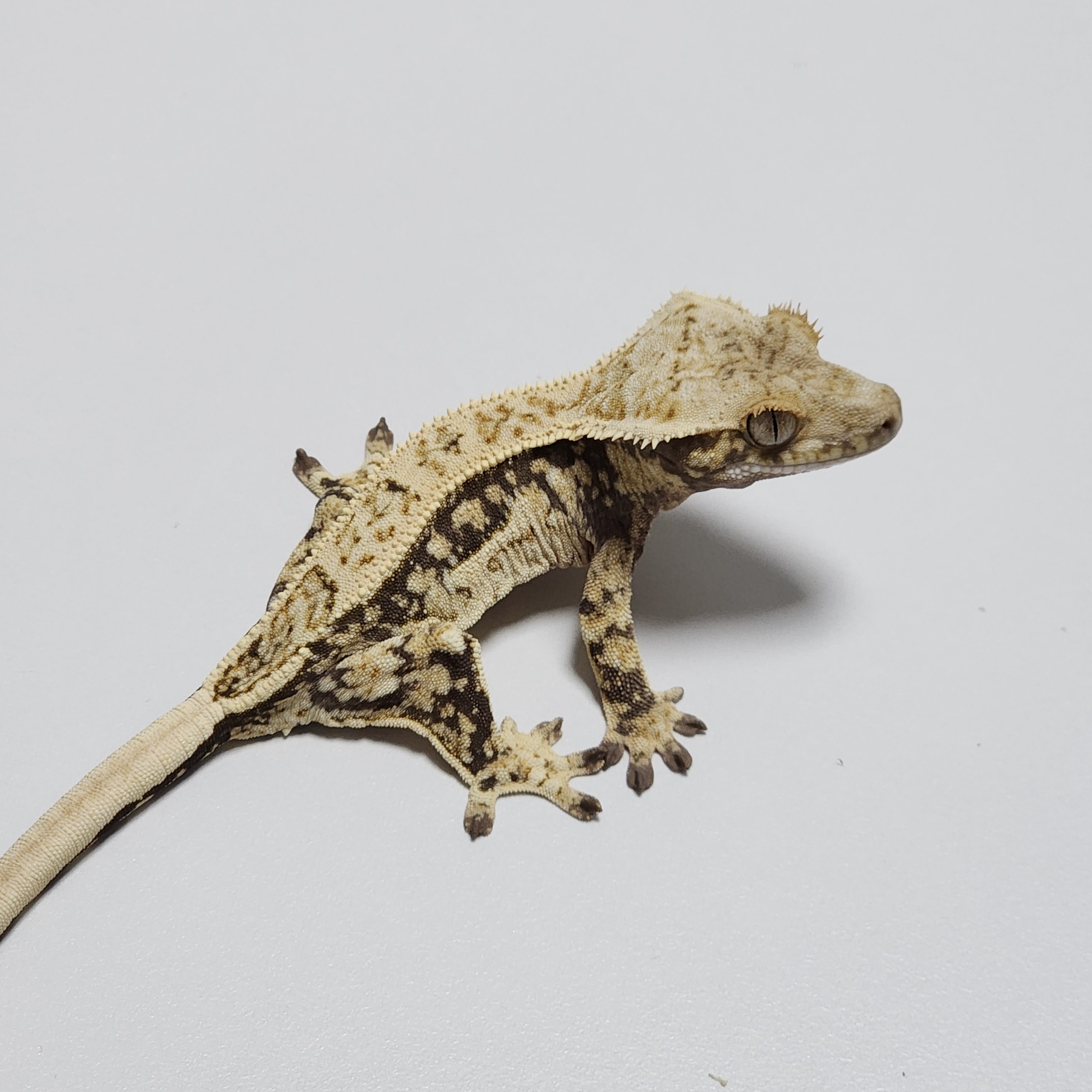 Quad White Spot Drippy