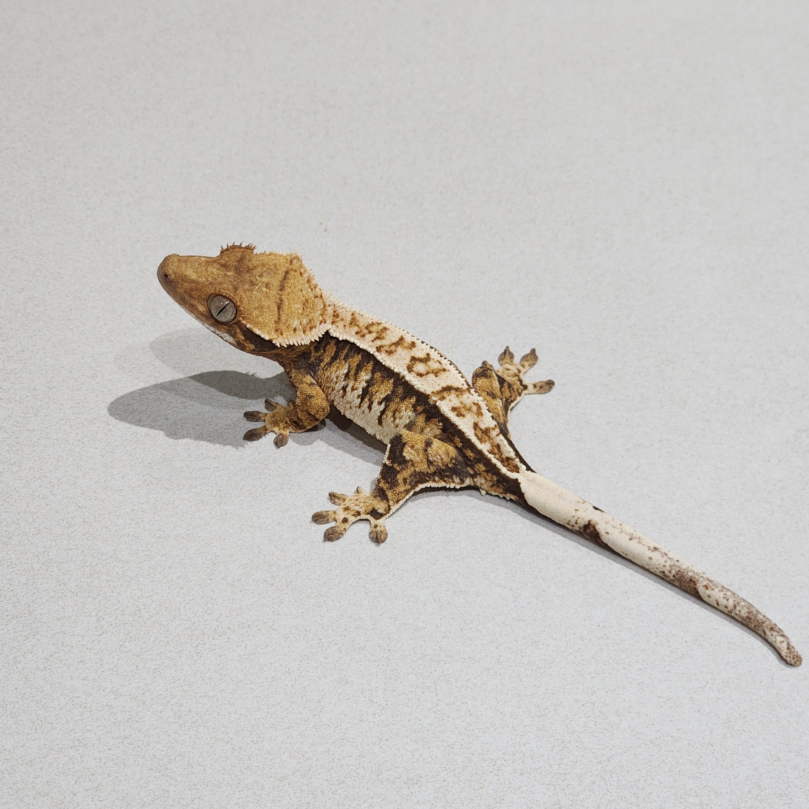 Full Pinstripe Tri Extreme Harlequin White Pin