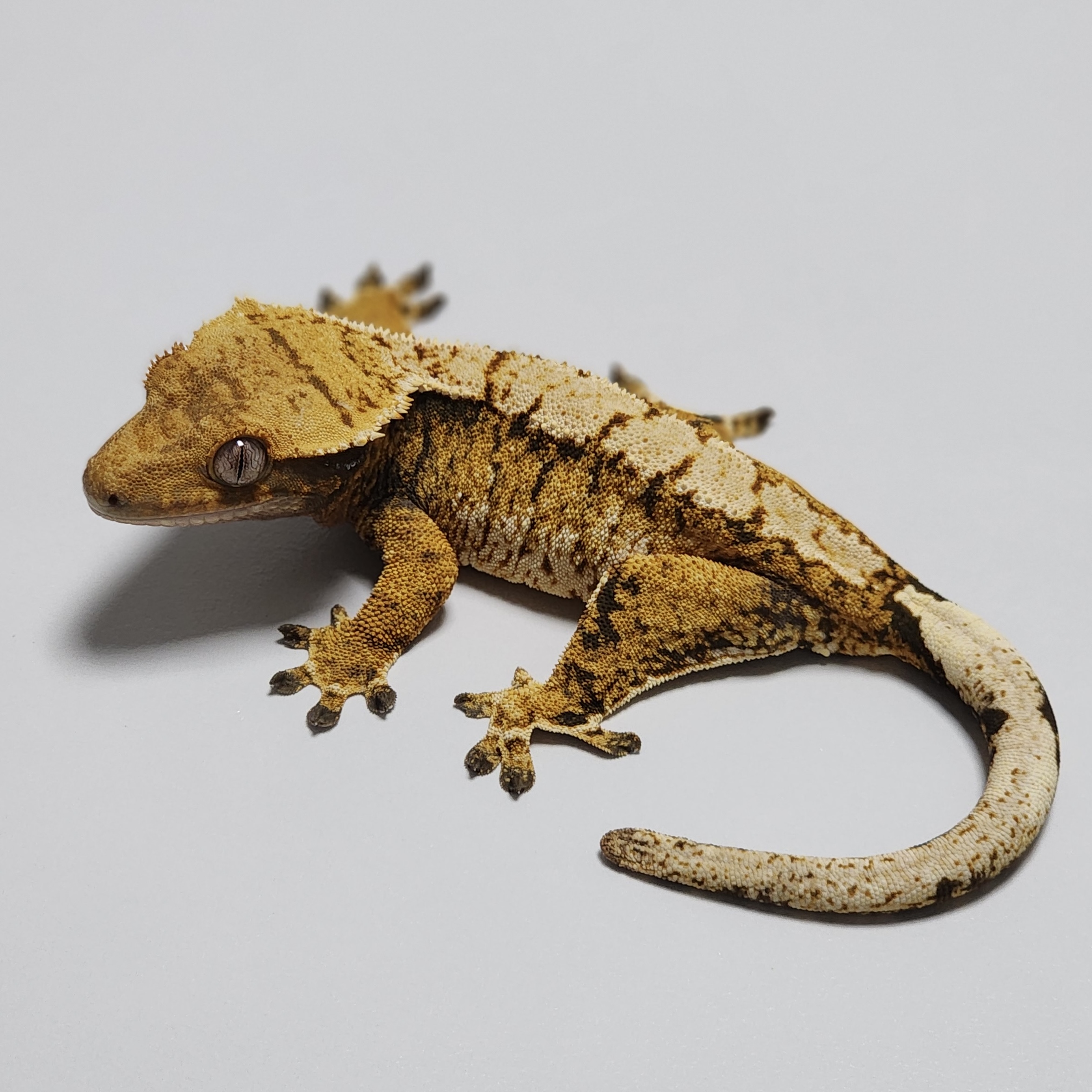 Zengex Tri Extreme Harlequin White Spot