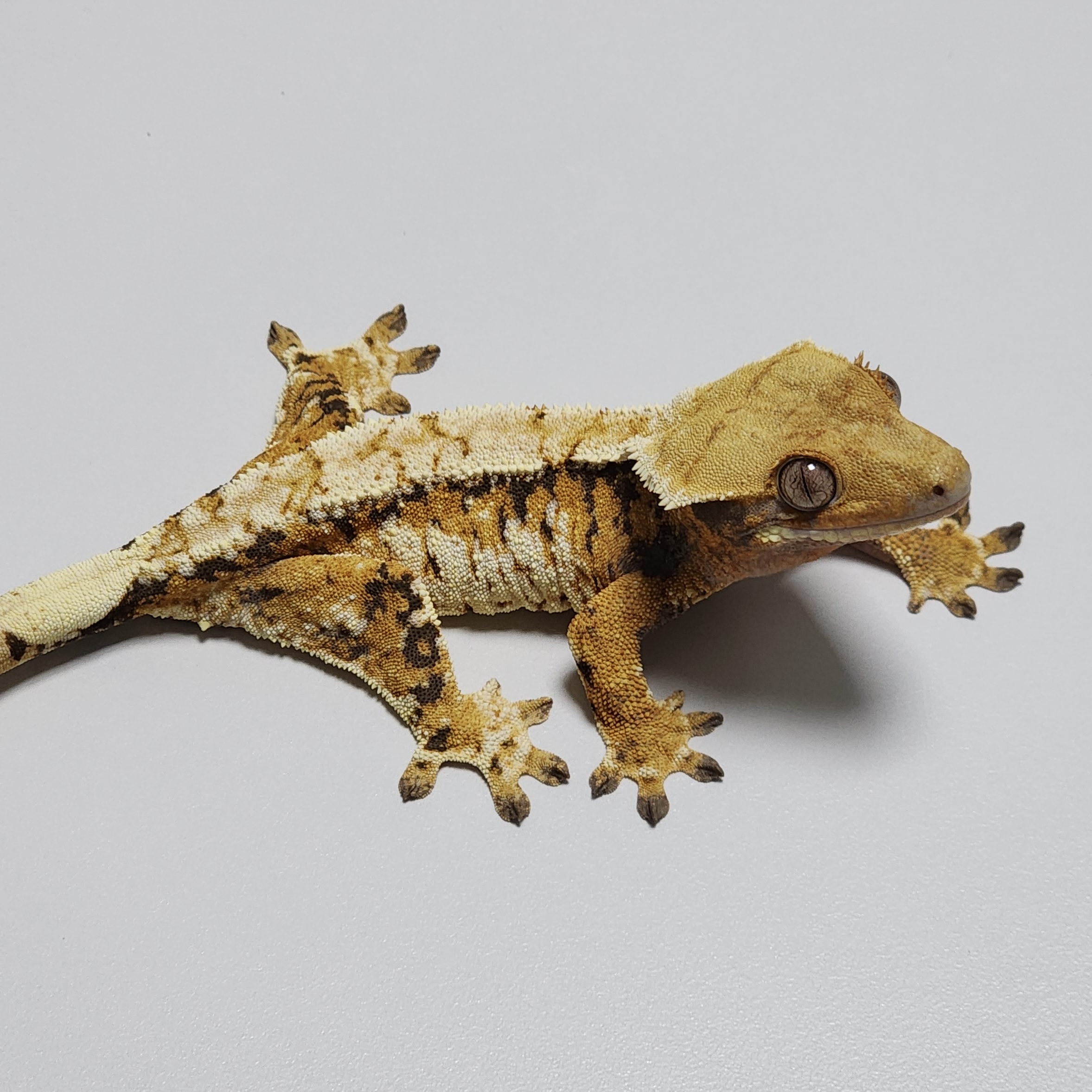 Extreme Harlequin Tri