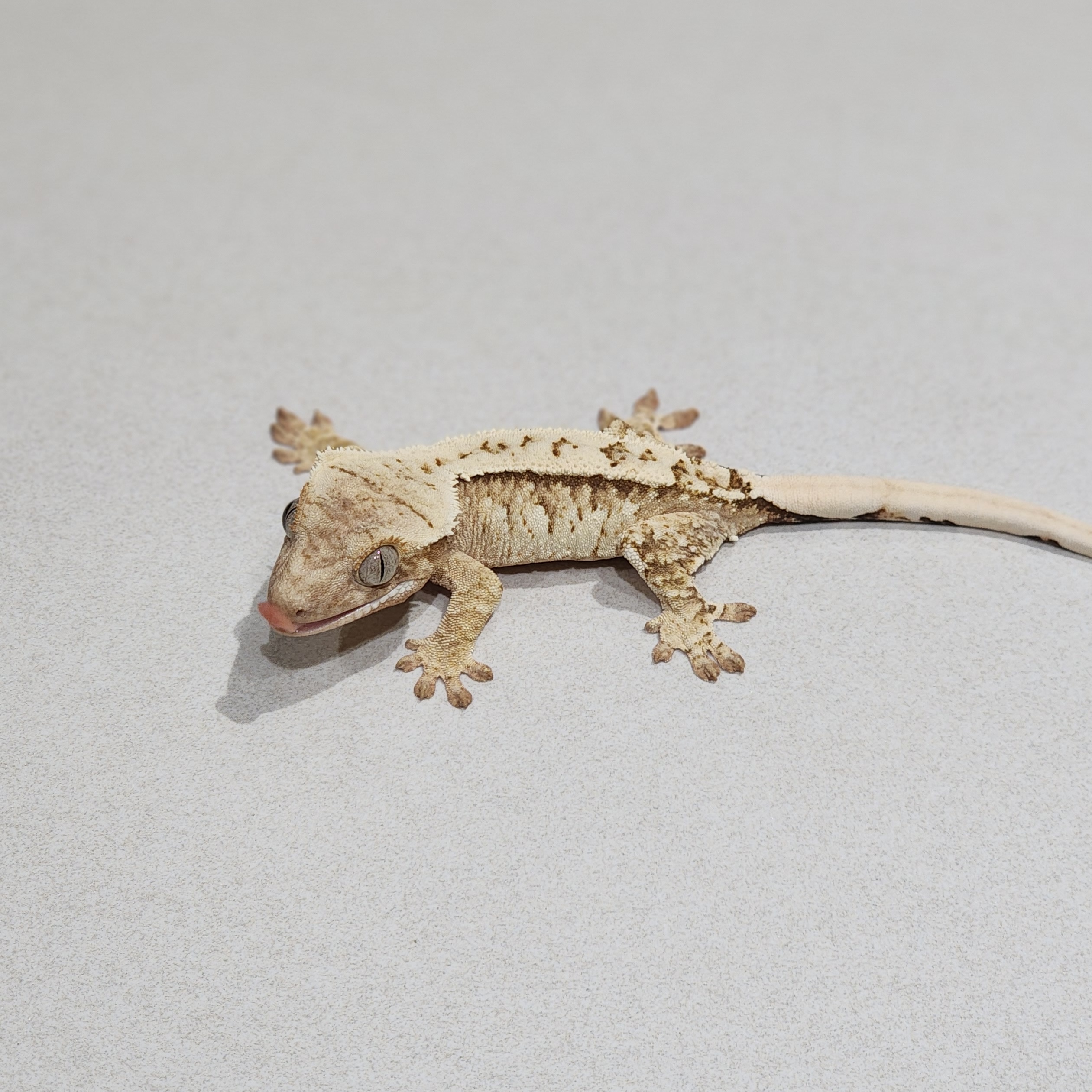 White Spot Drippy Cream