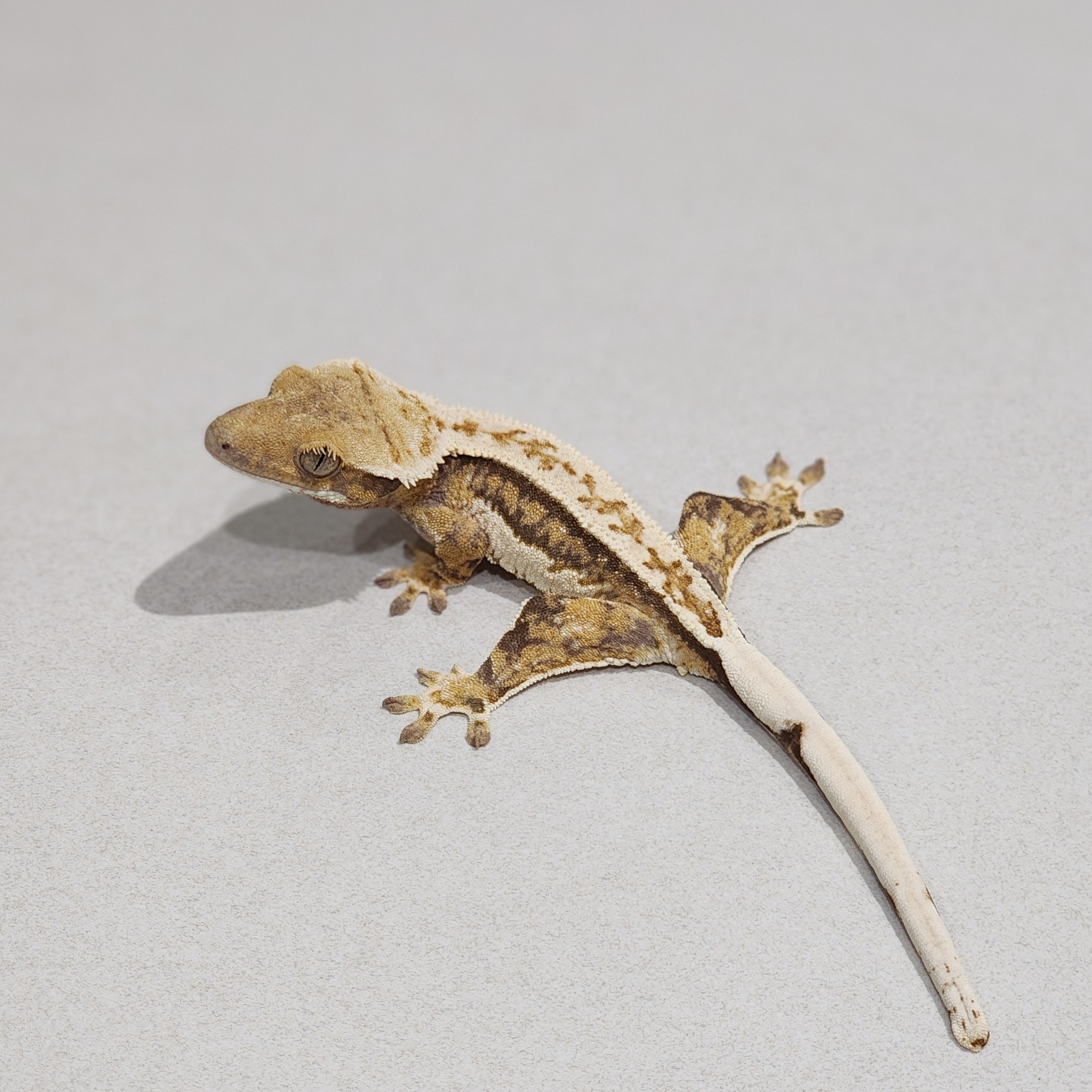 White Pin Tri Full Pinstripe Extreme Harlequin