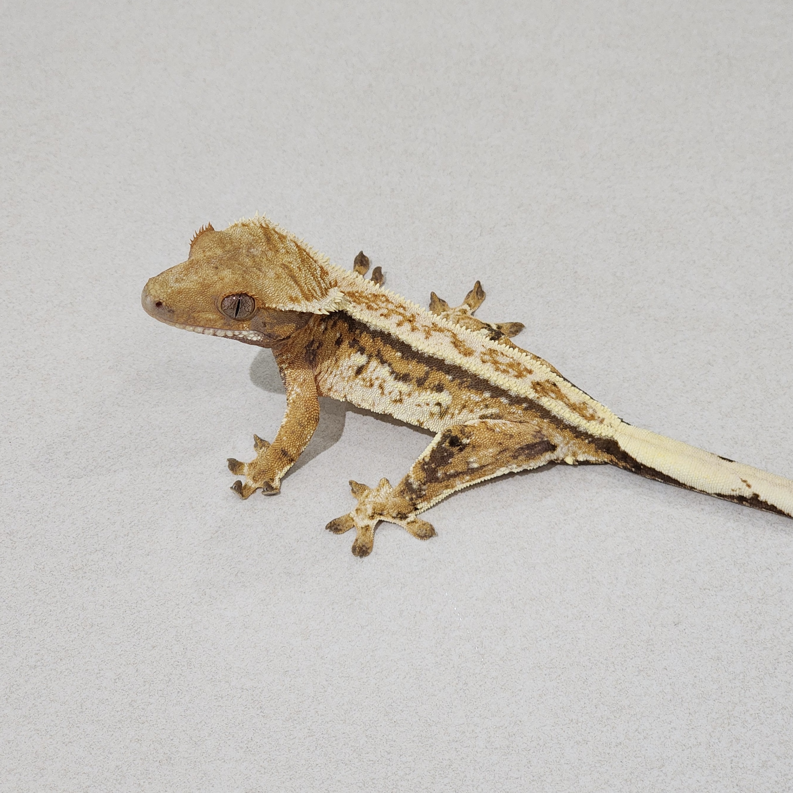 Tri Extreme Harlequin White Pin Emily Full Pinstripe