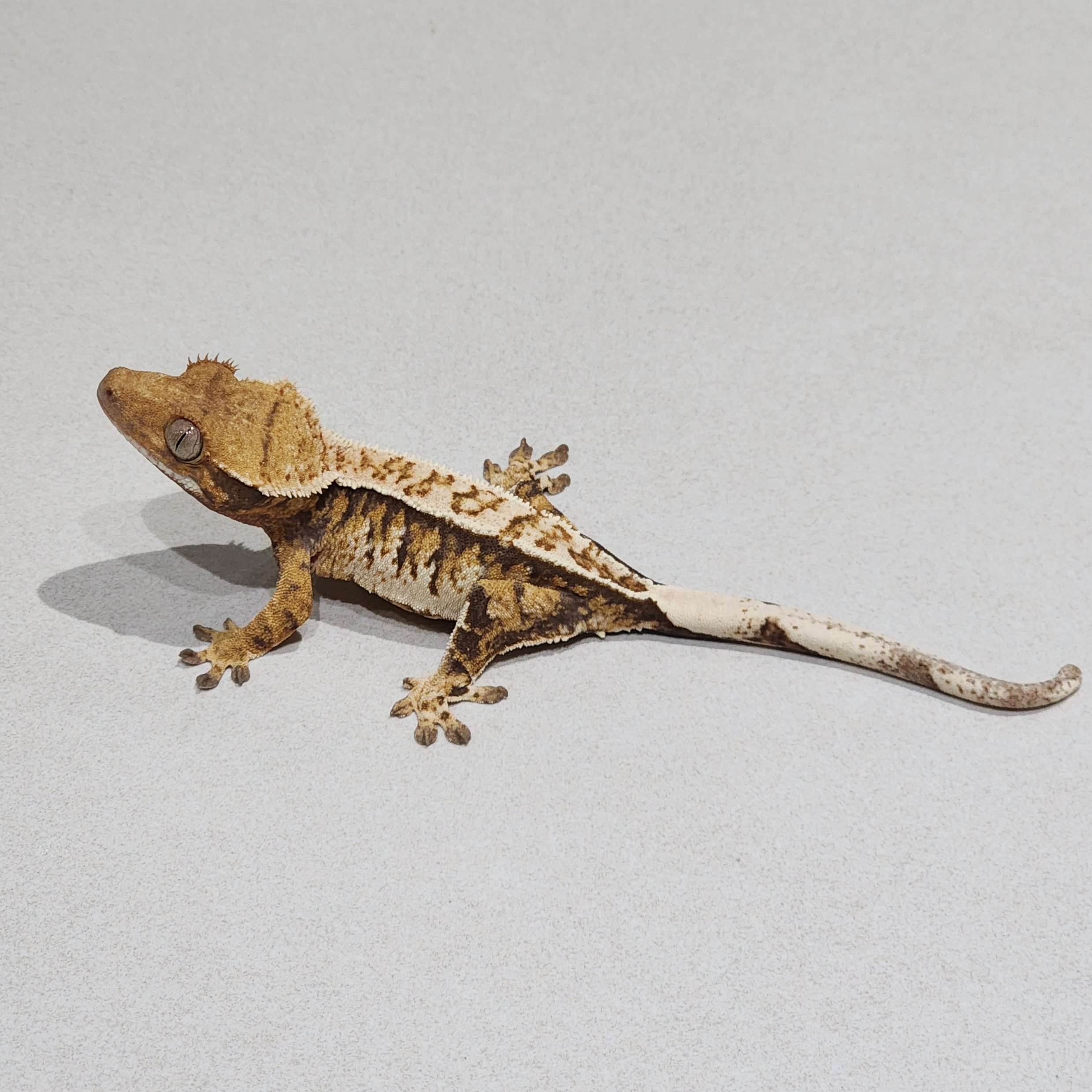 Full Pinstripe Tri Extreme Harlequin White Pin