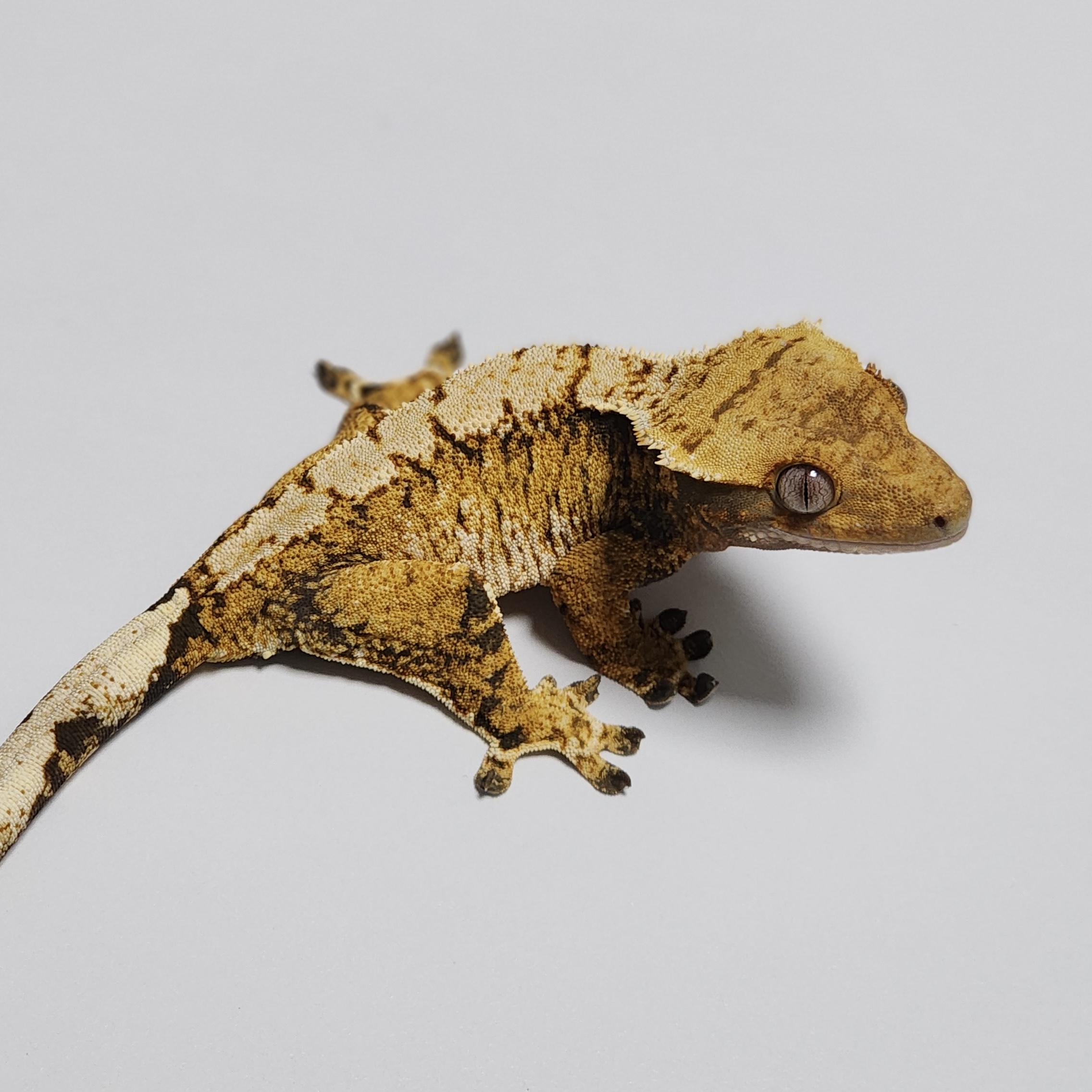 Zengex Tri Extreme Harlequin White Spot